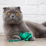 Купить Игрушка Petstages для кошек Танцующий лягушонок со звуком с кошачьей мятой 14 см Petstages в Калиниграде с доставкой (фото 1)