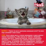 Купить Шампунь-кондиционер для котят Ms.KISS Пушистый хвостик 200 мл Ms.Kiss в Калиниграде с доставкой (фото 1)