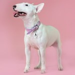 Купить Ошейник Mr.Kranch для собак из натуральной кожи с QR-адресником, 30-35см, нежно-розовый Mr.Kranch в Калиниграде с доставкой (фото 1)