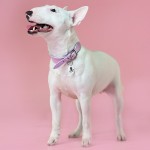 Купить Ошейник Mr.Kranch для собак из натуральной кожи с QR-адресником, 20-24см, нежно-розовый Mr.Kranch в Калиниграде с доставкой (фото 1)