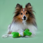 Купить Игрушка Mr.Kranch для собак мелких и средних пород Косточка с канатом 31х9х4см, зеленая с желтым Mr.Kranch в Калиниграде с доставкой (фото 2)