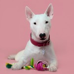 Купить Игрушка Mr.Kranch для собак мелких и средних пород Роза с канатом 29х5х5см, розовая Mr.Kranch в Калиниграде с доставкой (фото 2)