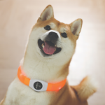Купить M-PETS Светящийся ошейник FLASH LED, размер M, 1.5 x 65 см, цвет оранжевый M-Pets в Калиниграде с доставкой (фото 4)