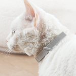 Купить M-PETS Keep Calm успокаивающий феромон для кошек, ошейник серый M-Pets в Калиниграде с доставкой (фото 2)