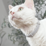 Купить M-PETS Keep Calm успокаивающий феромон для кошек, ошейник серый M-Pets в Калиниграде с доставкой (фото 1)