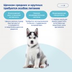 Купить Jarvi сухой монопротеиновый полнорационный корм для щенков средних и крупных пород Jarvi в Калиниграде с доставкой (фото 5) Купить Jarvi сухой монопротеиновый полнорационный корм для щенков средних и крупных пород Jarvi в Калиниграде с доставкой (фото 5)