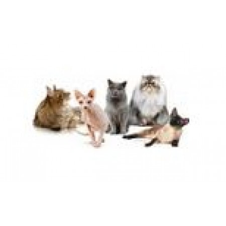 Сухие корма для кошек Royal Canin (Роял Канин) Программа питания для кошек определенных пород