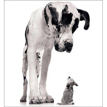 Сухие корма Royal Canin (Роял Канин) для собак гигантских пород, весом более 45 кг