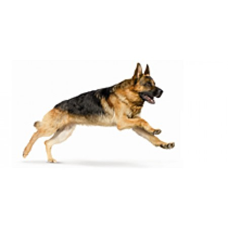 Сухие корма для собак Royal Canin (Роял Канин) Специализированное питание для собак