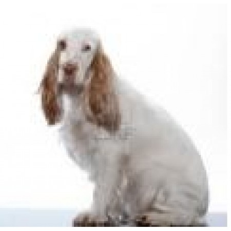Сухие корма для собак Royal Canin (Роял Канин) Здоровое питание для средних пород собак