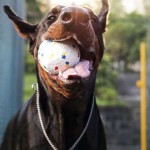 Купить M-PETS Игрушка для собак мяч Блум, 7 см, цвет разноцветный M-Pets в Калиниграде с доставкой (фото 2)