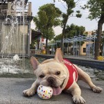 Купить M-PETS Игрушка для собак мяч Блум, 7 см, цвет разноцветный M-Pets в Калиниграде с доставкой (фото 4)