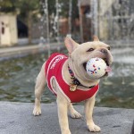 Купить M-PETS Игрушка для собак мяч Блум, 7 см, цвет разноцветный M-Pets в Калиниграде с доставкой (фото 3)