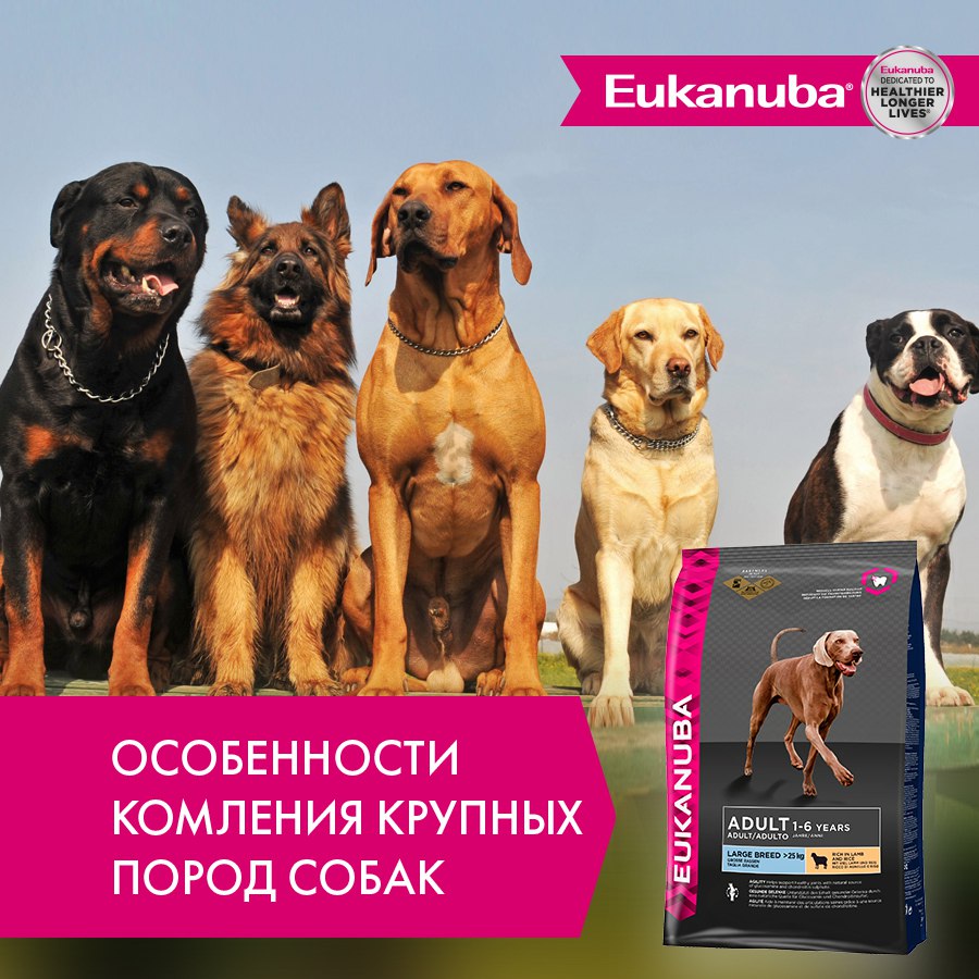 купить Сухие корма Eukanuba для крупных пород собак с бесплатной доставкой в Калининграде