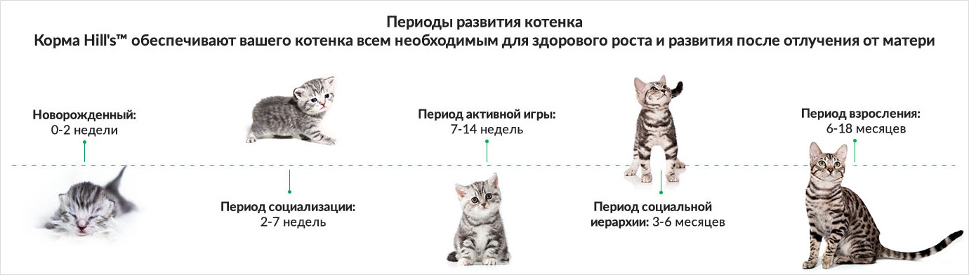 купить Hill's корм для котят всех пород, индейка с бесплатной доставкой в Калининграде