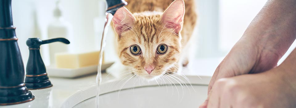 купить Сухие диетические корма для кошек Hill's Science Plan с бесплатной доставкой в Калининграде