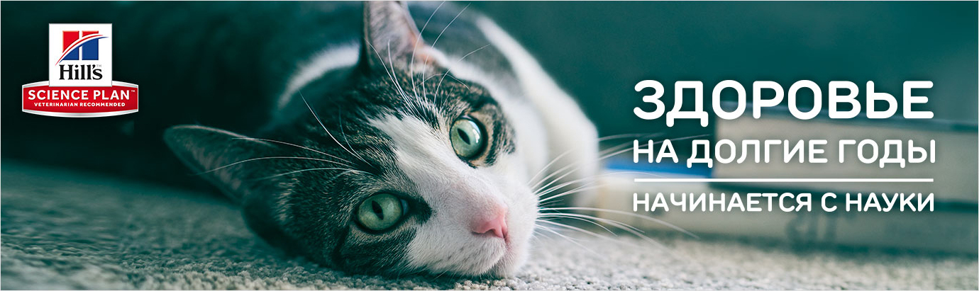 купить Hill's Консервы Hill's Science Plan для молодых стерилизованных кошек, с форелью в соусе с бесплатной доставкой в Калининграде