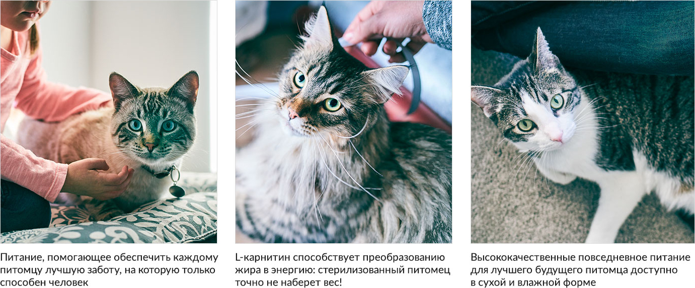 купить Hill's для стерилизованных кошек в возрасте 6 месяцев - 6 лет, с курицей с бесплатной доставкой в Калининграде