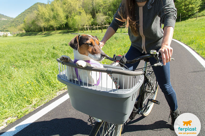 Перевозки на велосипед для собак в Калининграде