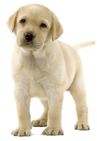 Dog Chow Puppy Large Breed для Щенков Крупных Пород с Индейкой купить с доставкой в Калининграде
